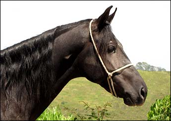 SADAN DO RANCHO PABLO