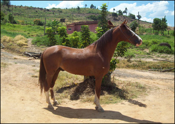 PAGÃO