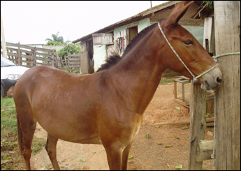 CIGANA