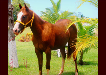 PRINCE FISHERS ( FISHERS DASH )