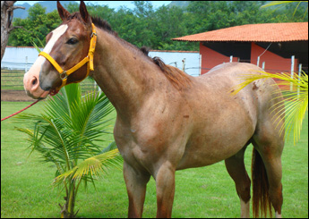 JALISCO TROUBLE ( FISHERS DASH )