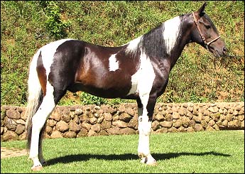 APACHE DO HSC