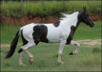 APACHE