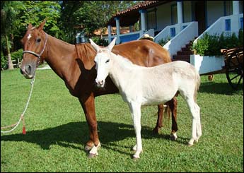 MIRÉYA E DUQUE
