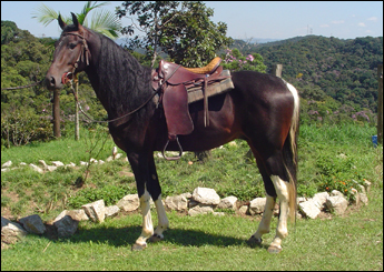 QUILATE DA NORMA