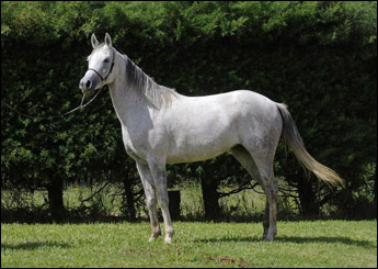 DESERT BARILA