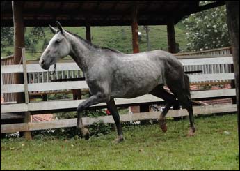 JATIUCA CRISTAL IGUATEMI