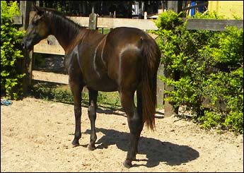 LADY GALANT ECLIPSE
