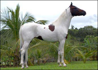 BURITY DO MAMÚ