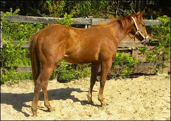 SOLANO EASE