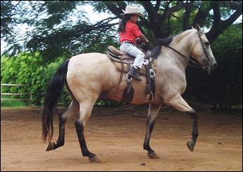 PANTANAL