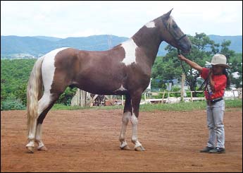 BRINQUEDO