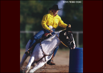 SÊMEN CONGELADO - TINY WHO TOO - 2 PALHETAS