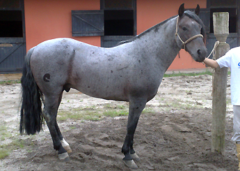 JCL PALANQUEIRO