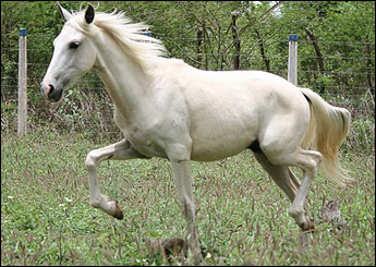 GRAN CRUZ CERVANTES