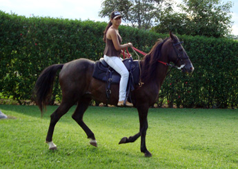 ZORRO DO RANCHO DBM