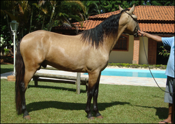 MAGNIFICO DO CCR
