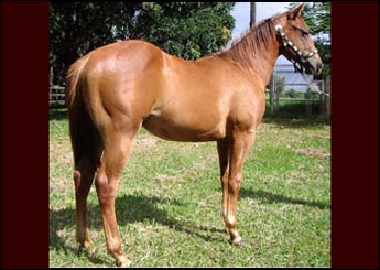EF GROWN BROWN