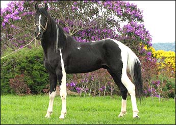 COMANCHE