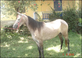SAFIRA