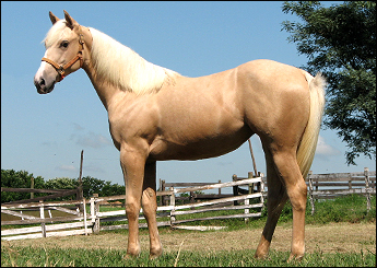 BARBIE SHADY GOLDEN