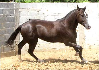 QUAZAR DO LUTY