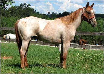 HEAVEN`S NIX