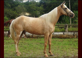 CRISTAL DO RASF