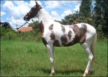 FARAÓ DA MAJOR MOURÃO