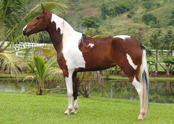 BOA SORTE YJ