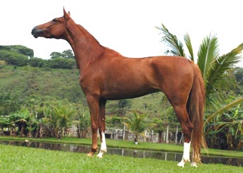 PAPUA DA JAUAPERI