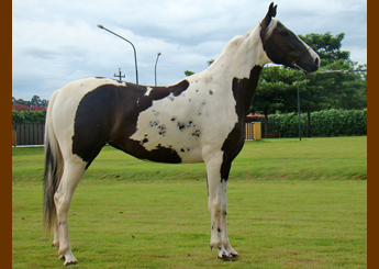 MOEMA QUATRO LAGOAS (HOMOZIGOTO)