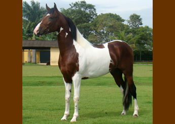 ÍCARO RM