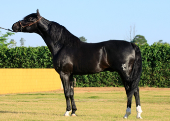 JOAZEIRO DO JAÓ