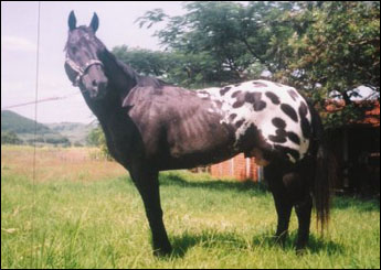 MR. BLACK ROMAN