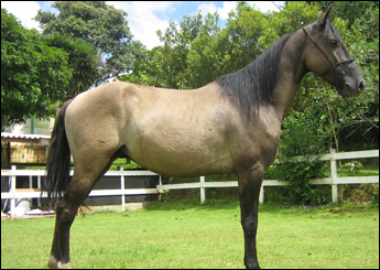 MUSTANG DA SH