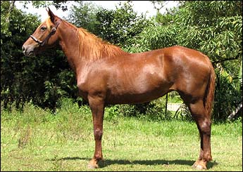 ESMERALDA DOS MENINOS