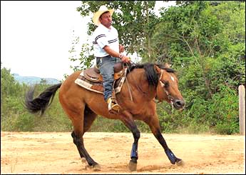 SON OFA KING