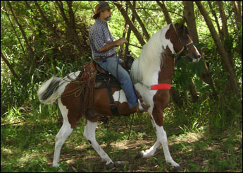 GAROTO