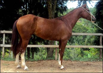 DALILA NLB