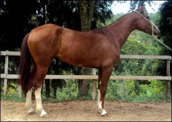 DALILA NLB
