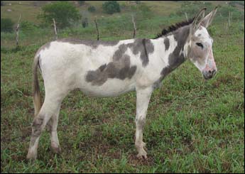 BRINCADEIRA