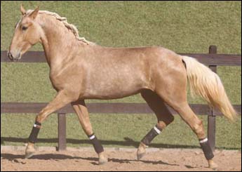 DON JUAN DO MONTE BELLO