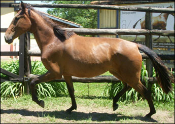 CAIANA DA PALMA REAL