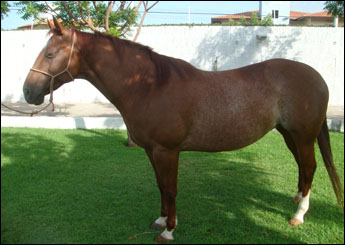 SAPHIRE DOGANLENA 2F