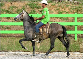 CAMBALACHO DO 3J