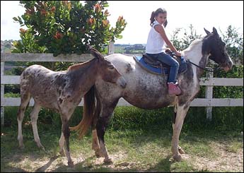 REBECA VHC
