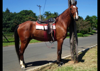 PINGO DA JOMAR