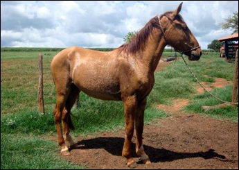 BAIÃO DA COLONIA