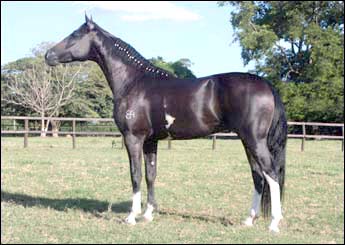 OURO NEGRO DO EFI